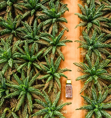 Sustainable palm oil gets downstream boost in Indonesia