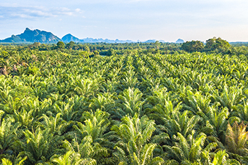 Climate Journey: Steering Change in the Palm Oil Sector in Asia