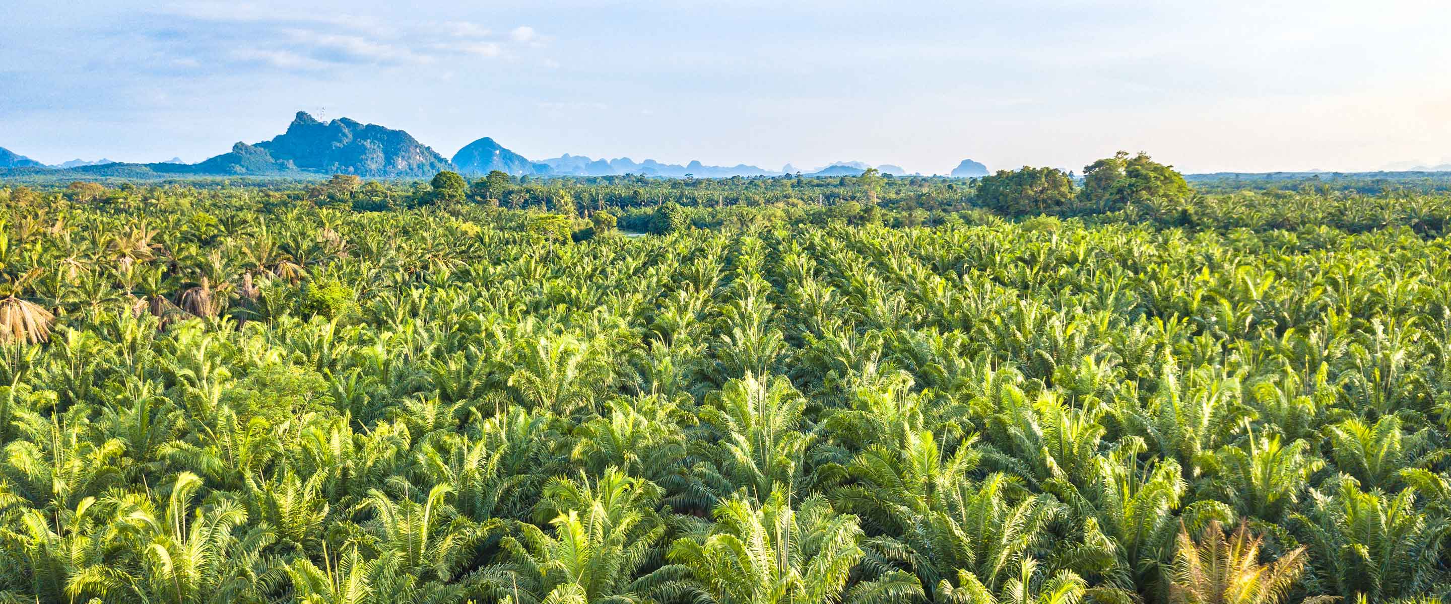 Climate Journey: Steering Change in the Palm Oil Sector in Asia