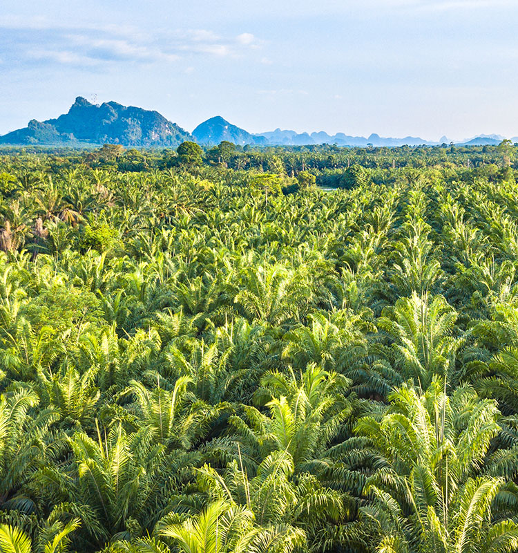 Climate Journey: Steering Change in the Palm Oil Sector in Asia